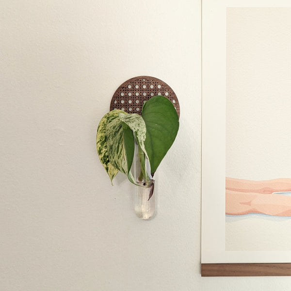 Wall Hanging Rattan Cane Circle Propagation Vase