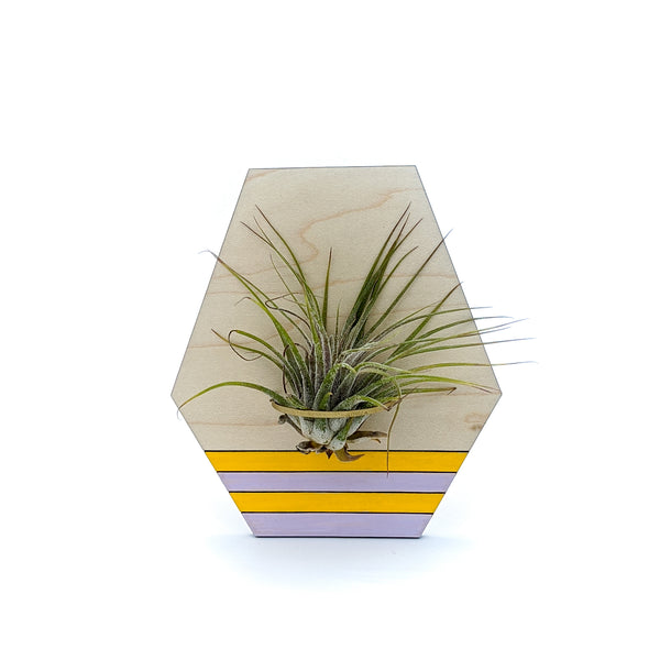 Geometric Wood Air Plant Holder - Wall Hanging and Magnet