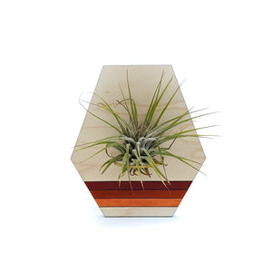 Geometric Wood Air Plant Holder - Wall Hanging and Magnet